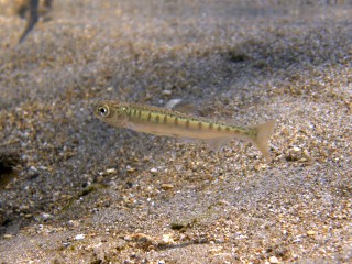 釧路川サケ稚魚