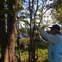 幾春別川の植樹メンテナンス活動
